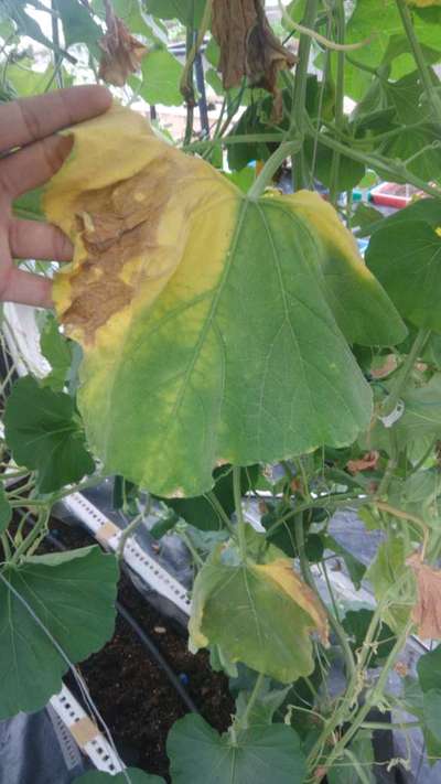 Downy Mildew of Cucurbits - Cucumber