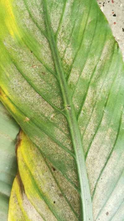 Aphids - Banana