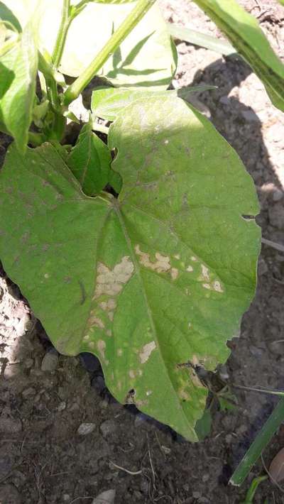 Leaf Miner Flies - Bean