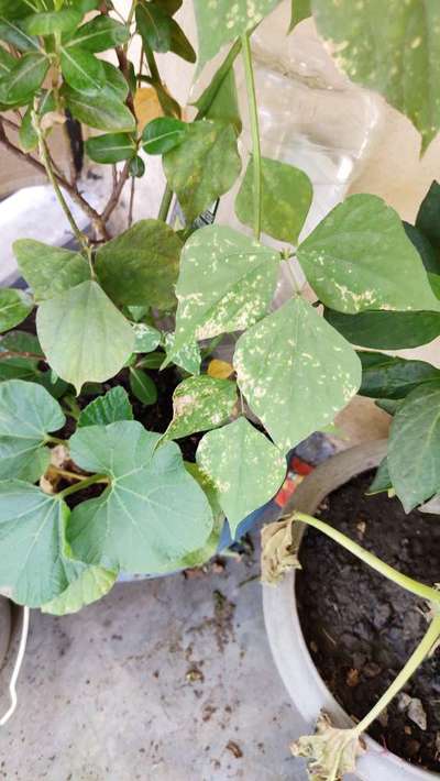 Ramularia Leaf Spot of Beet - सेम