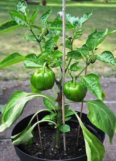 Chilli Thrips - Capsicum & Chilli