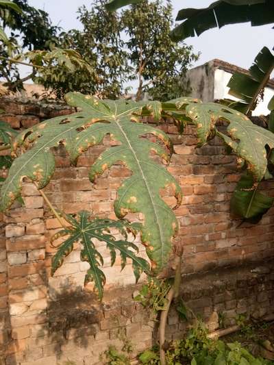 Potassium Deficiency - Papaya