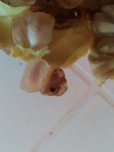 Anthracnose of Pomegranate - Pomegranate