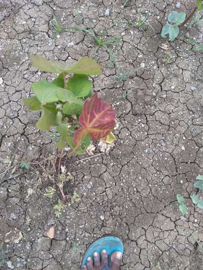 Leaf Reddening of Cotton - Cotton