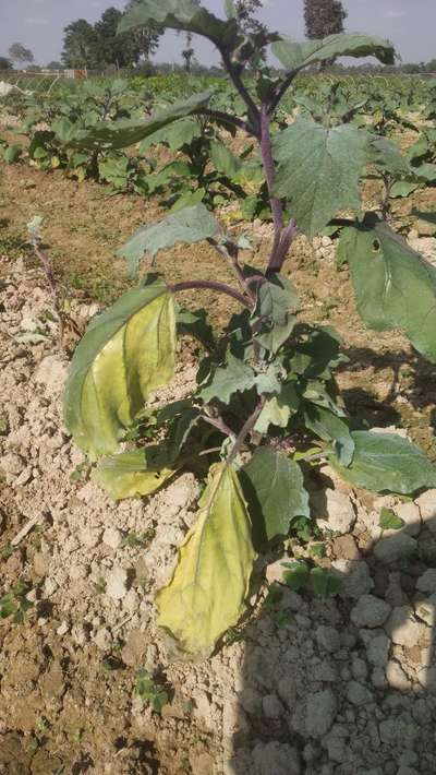 Fertilizer Burn - Brinjal