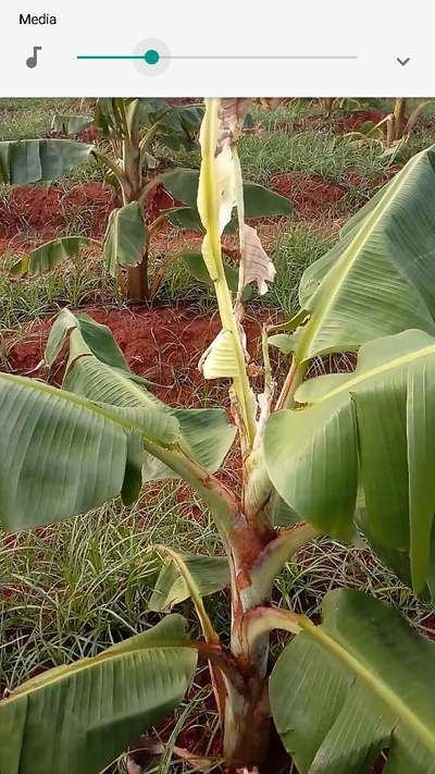 Tobacco Caterpillar - Banana