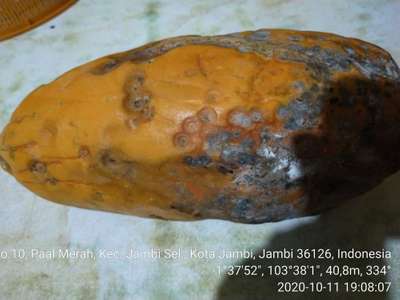 Anthracnose of Papaya and Mango - Papaya