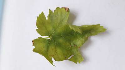 Potassium Deficiency - Grape