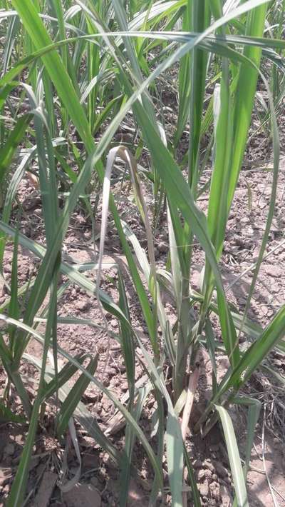 Powdery Mildew - Sugarcane