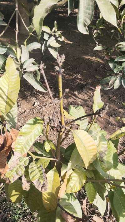 Mango Dieback Disease - Mango