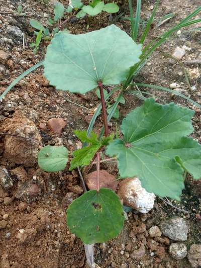 ಚಿಗಟ ಜೀರುಂಡೆ (ಫ್ಲೀ ಬೀಟಲ್) - ಬೆಂಡೆಕಾಯಿ