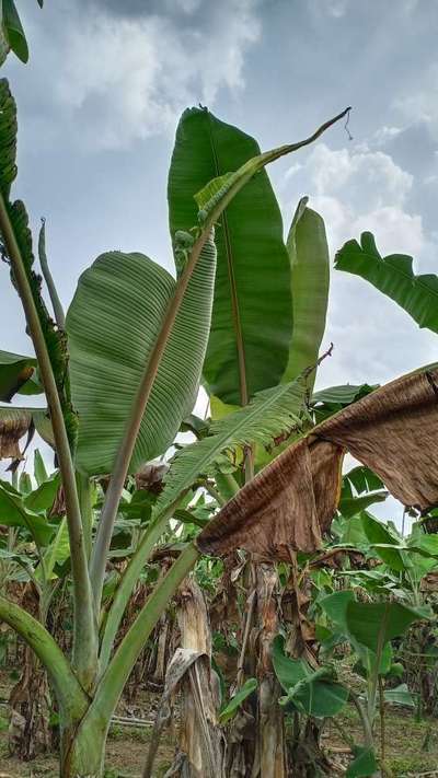 Boron Deficiency - Banana