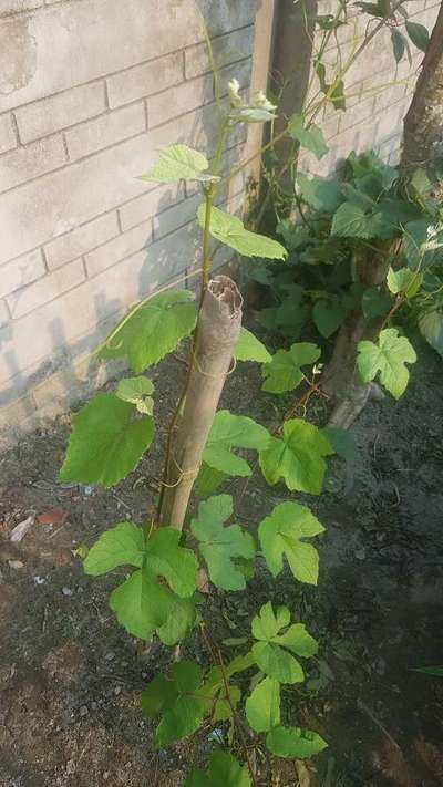 আয়রনের অভাবজনিত রোগ - আঙুর