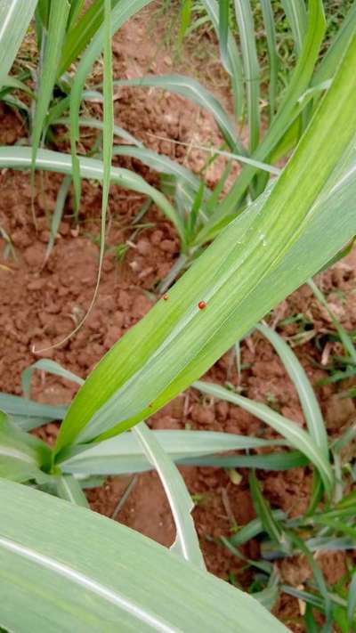 చెరకు గడ తొలుచు పురుగు - చెరుకు