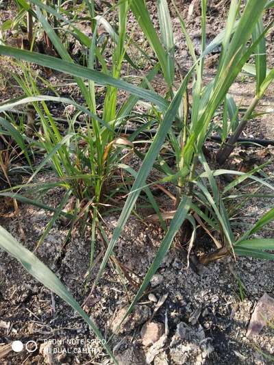 Potassium Deficiency - Sugarcane