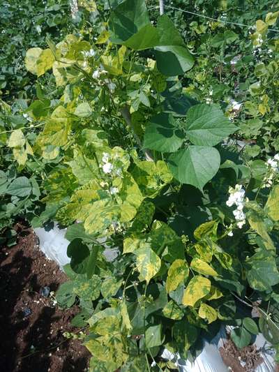 Bean Golden Mosaic Virus - Bean