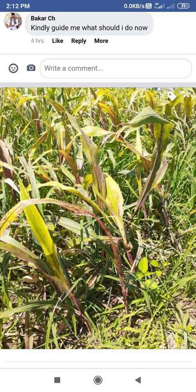Bacterial Stalk Rot of Maize - Sorghum