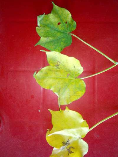 Nitrogen Deficiency - Cotton