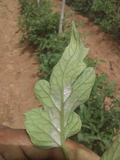 Mosca blanca - Tomate