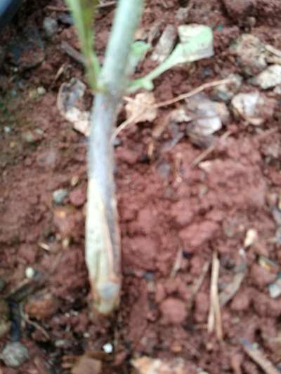 Podridão de Sclerotinia - Tomate