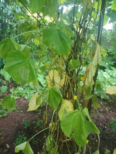 Gummy Stem Blight of Cucurbits - Cucumber