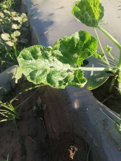 Aphids - Pumpkin