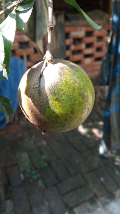 থ্রিপস - ডালিম