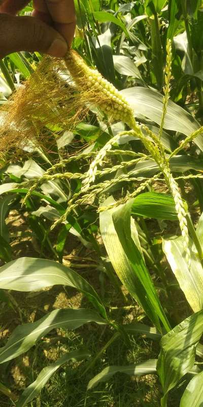 Maize Lethal Necrosis Disease - Maize