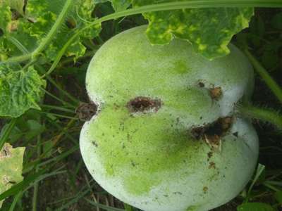 Melon Fruit Fly - Pumpkin