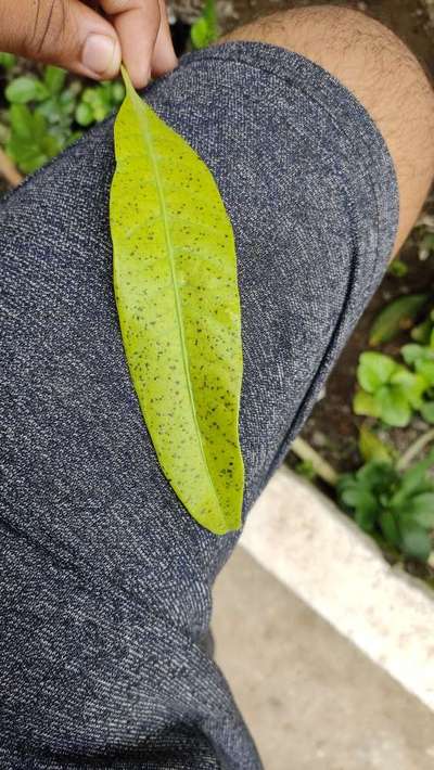 Gray Leaf Spot - Mango