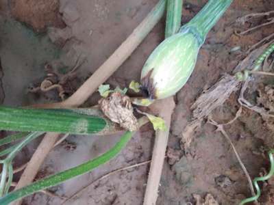 Wet Rot - Pumpkin