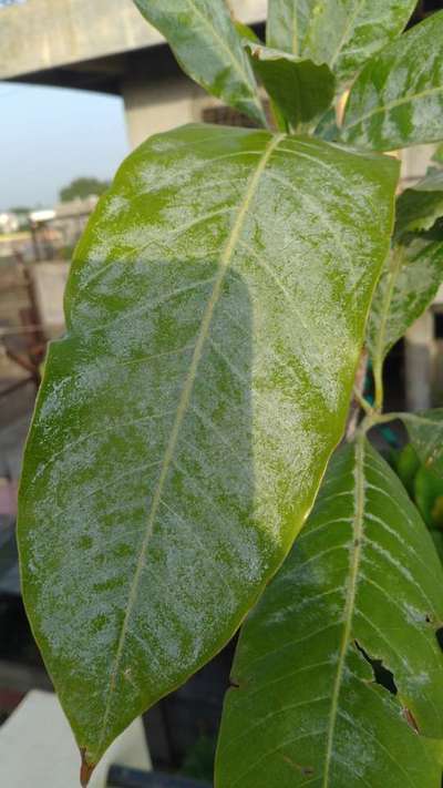 Powdery Mildew - Mango