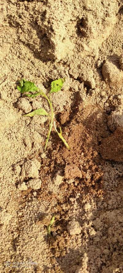 Black Cutworm - Capsicum & Chilli