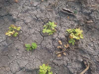 Nitrogen Deficiency - Peanut