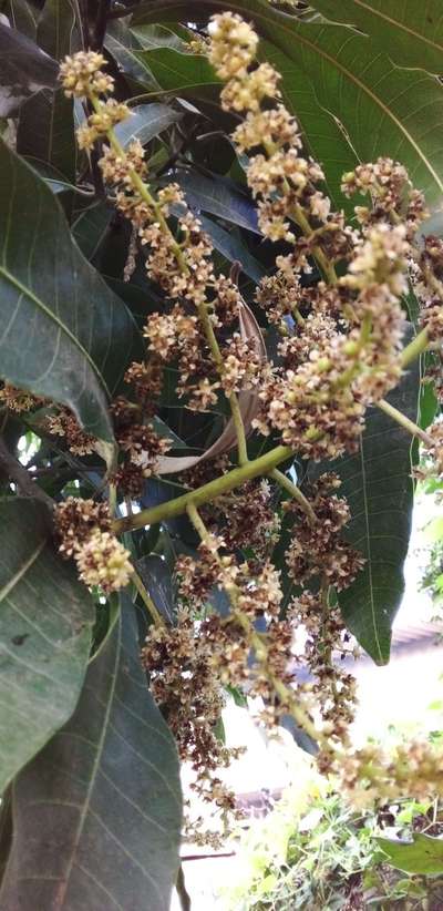 Anthracnose of Papaya and Mango - Mango