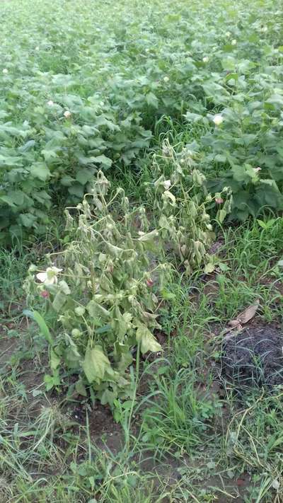 Fusarium Wilt - Cotton