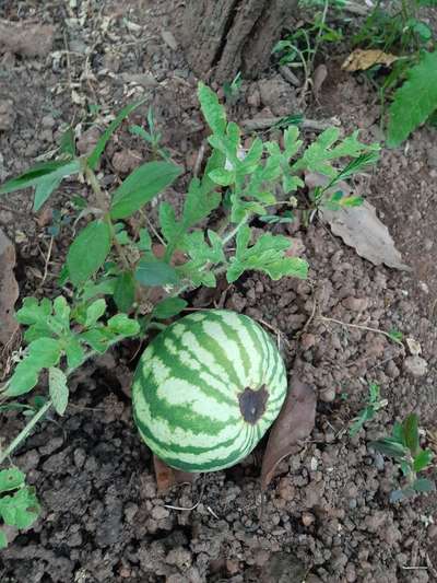 Podridão Apical - Melão/Melancia