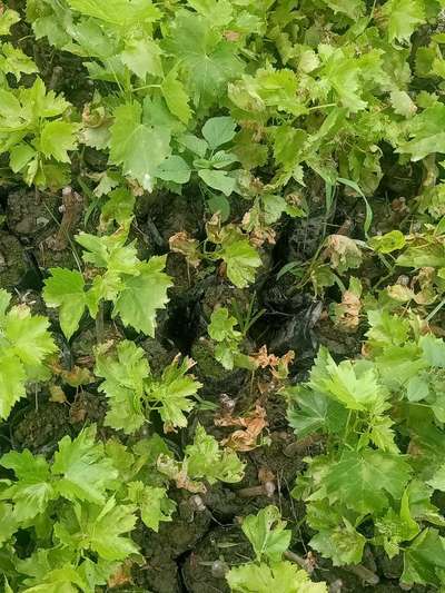 Downy Mildew - Grape