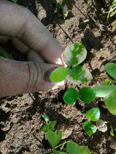 Leaf Variegation - Citrus