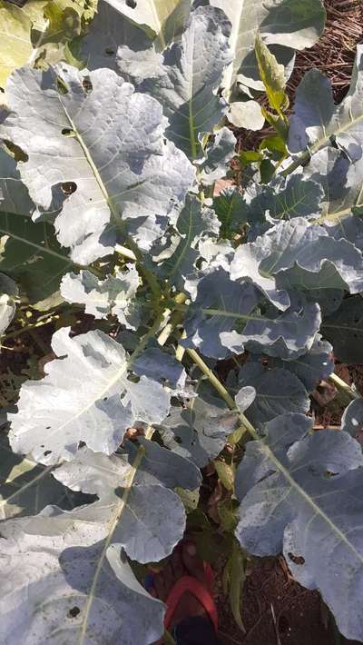 Cabbage White Butterfly - Cabbage