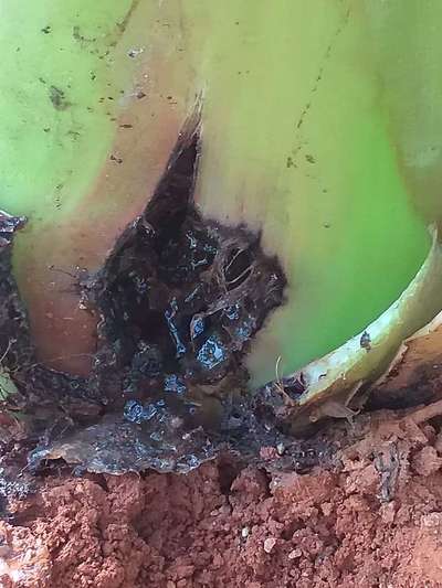 Bacterial Soft Rot of Banana - Banana