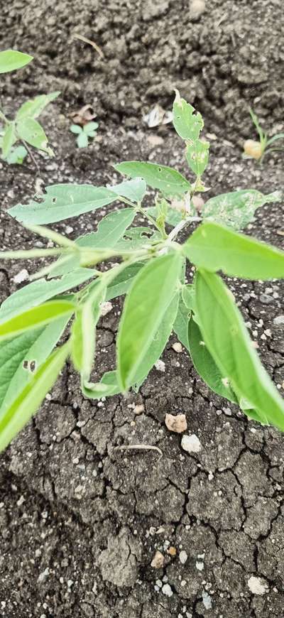 Tobacco Caterpillar - Pigeon Pea & Red Gram