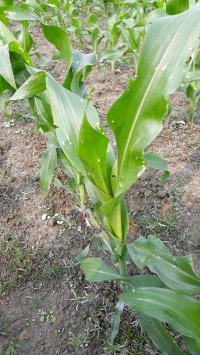 Fall Armyworm - Maize