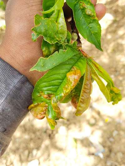 Redcurrant Blister Aphid - Peach