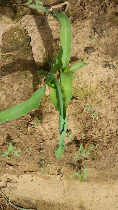 Oriental Armyworm - Maize