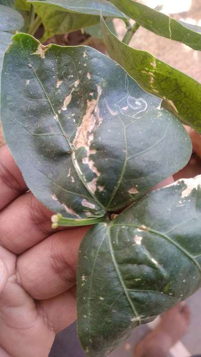 Leaf Miner Flies - Bean