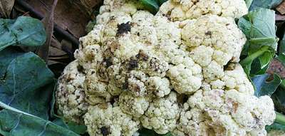 Helicoverpa Caterpillar - Cauliflower