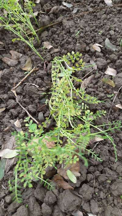 Potassium Deficiency - Chickpea & Gram