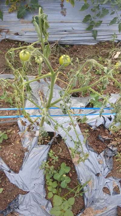 Bacterial Wilt - Tomato