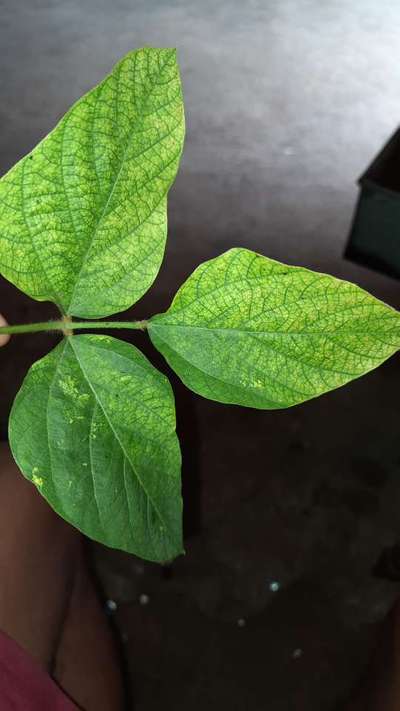 Magnesium Deficiency - Soybean